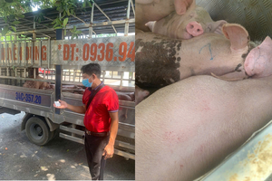 Phú Thọ: Ngăn chặn vụ vận chuyển 1,6 tấn lợn nhiễm dịch tả lợn châu Phi