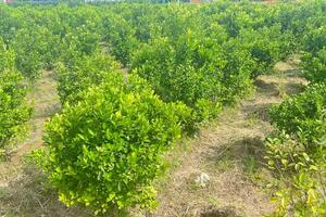 Phát triển sản phẩm từ quất: Hướng đi mới cho nông sản vùng cao