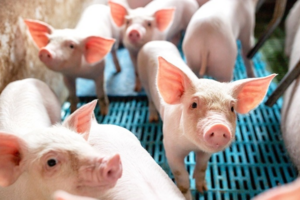 Giá heo hơi hôm nay 15/7/2025: Miền Bắc giảm nhẹ