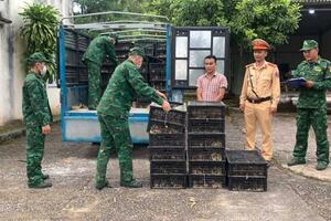 Tỷ lệ tiêm phòng đạt thấp - nguy cơ dịch bùng phát trên đàn vật nuôi