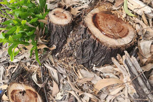 Thành phố Huế: Báo cáo Thủ tướng Chính phủ vụ chặt hạ hơn 2,5 ha rừng phòng hộ