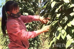 Giá tiêu hôm nay 15/7/2025: Trong nước cao nhất 140.000 đồng/kg