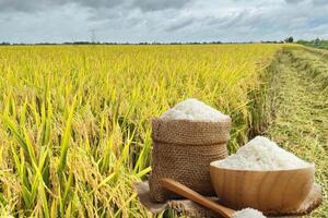 Giá lúa gạo hôm nay ngày 16/7: Lúa chững giá, gạo xuất khẩu tăng nhẹ