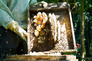 Nông dân miền núi Hà Tĩnh làm giàu từ loài ong bản địa