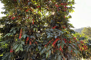 Giá cà phê hôm nay 16/7/2025: Thị trường trong nước trái chiều thế giới