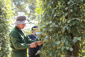 Giá tiêu hôm nay 17/7/2025: Trong nước đi ngang và giảm nhẹ