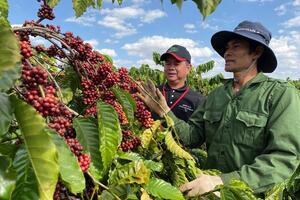 Nông hộ trồng cà phê vướng quy định EUDR vì thiếu giấy tờ, khó truy xuất