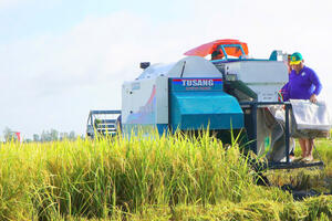 Giá lúa gạo hôm nay ngày 17/7: Thị trường ít biến động