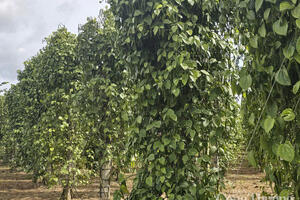 Giá tiêu hôm nay 19/7/2025: Trong nước cao nhất 140.000 đồng/kg