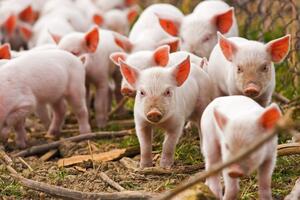 Giá heo hơi hôm nay 20/7/2025: Ổn định trên cả 3 miền