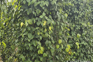 Giá tiêu hôm nay 20/7/2025: Thị trường trong nước ổn định, đi ngang