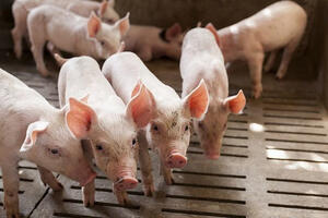 Giá heo hơi hôm nay ngày 21/7/2025: Miền Nam giảm nhẹ, miền Bắc chững giá