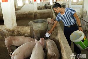 Triển khai các biện pháp cấp bách phòng, chống bệnh dịch tả lợn châu Phi trong các đơn vị Quân đội