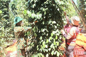 Giá tiêu hôm nay 23/7/2025: Trong nước biến động giảm