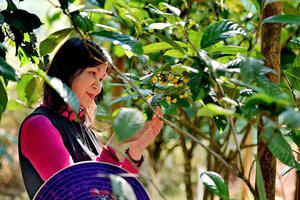 Hành trình hồi sinh 'nữ hoàng trà Việt' giữa rừng xanh Thái Nguyên