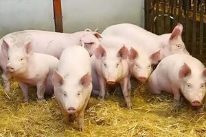 Giá heo hơi hôm nay ngày 26/7/2025: Tiếp tục giảm ở nhiều địa phương