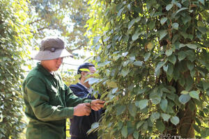 Giá tiêu hôm nay 29/7/2025: Trong nước bình ổn ở ngưỡng cao