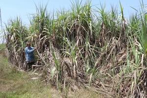 Giá mía bấp bênh, nông dân trồng mía miền Tây dần rời ruộng
