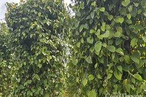 Giá tiêu hôm nay 30/7/2025: Trong nước thị trường xuất khẩu giảm mạnh