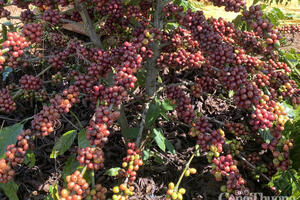 Giá cà phê hôm nay 30/7/2025: Trong nước ngược chiều thế giới