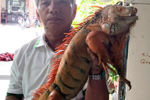 Phát triển kinh tế gia đình từ nuôi rồng Nam Mỹ