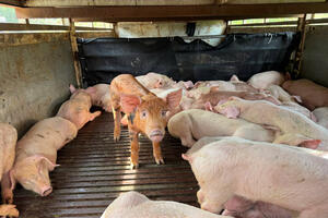 Đắk Lắk: Ngăn chặn xe tải chở 97 con lợn dịch tả châu Phi trên đường đi tiêu thụ