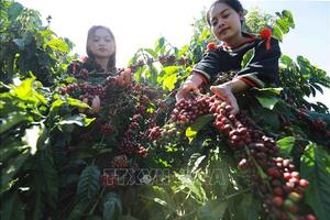 Bản tin nông sản hôm nay (31-7): Giá cà phê tăng nhẹ