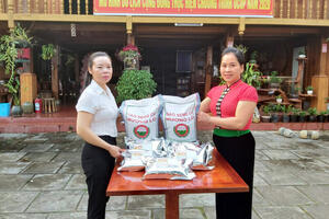 Xây dựng thương hiệu gạo Séng Cù Mường Lò: Nâng tầm đặc sản Tây Bắc