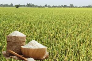 Giá lúa gạo hôm nay ngày 31/7: Gạo nguyên liệu xuất khẩu đảo chiều giảm