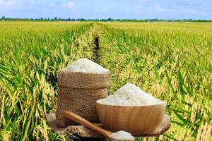 Giá lúa gạo hôm nay ngày 1/8: Gạo ít biến động, lúa tươi vững giá