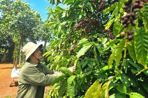 Giải pháp bền vững cho những thách thức của ngành cà phê