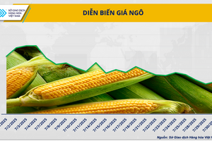 Giá ngô rẻ, chất lượng cao: Cơ hội tái cơ cấu nguồn cung cho ngành chăn nuôi