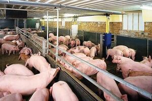 Giá heo hơi hôm nay ngày 1/8/2025: Tăng nhẹ ở cả 3 miền