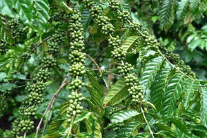 Giá cà phê hôm nay 1/8/2025: Trong nước duy trì xu hướng tăng