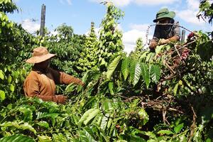 Bản tin nông sản hôm nay (2-8): Giá cà phê tăng mạnh
