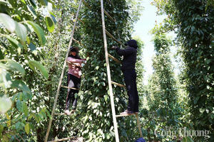 Giá tiêu hôm nay 02/08/2025: Thị trường trong nước đi ngang, neo ở mức cao