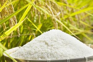 Bản tin nông sản hôm nay (4-8): Giá cà phê và hồ tiêu neo ở mức cao, lúa gạo ổn định