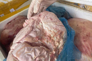 Thanh Hóa: Tạm giữ hình sự 4 đối tượng chuyên buôn lợn nhiễm bệnh