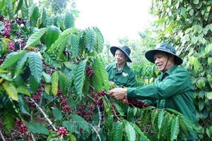 Bản tin nông sản hôm nay (5-8): Giá cà phê giảm nhẹ