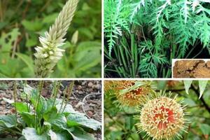 Tăng cường bảo tồn và phát triển cây dược liệu