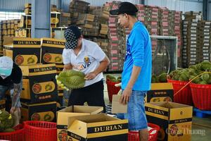 Đắk Lắk: Nói không với chất cấm trong trái cây tỷ đô