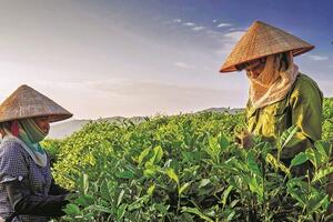 Giá chè nội địa đắt gấp 4 lần xuất khẩu: Thị trường trong nước ngày càng hấp dẫn