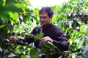 Giá cà phê hôm nay 6/8/2025: Giá cà phê trong nước đạt móc 100.000 đồng/kg