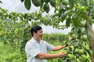 ‘Lối mở’ cho nông sản vùng dân tộc thiểu số Gia Lai tiêu thụ bền vững