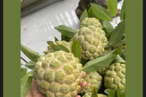 Lý do na dai Chi Lăng 'được lòng' người tiêu dùng Thủ đô