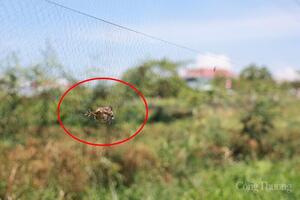 Khẩn cấp giải cứu 'báu vật' biển Khánh Hòa