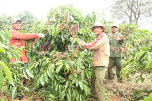Cà phê Gia Lai ‘khoác áo’ đặc sản, vươn mình ra thế giới