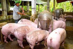 Giá heo hơi hôm nay 13/8/2025: Giảm ở cả 3 miền