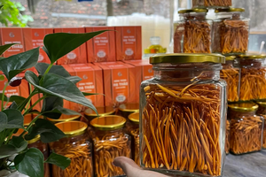 Phú Thọ: Người dân tộc miền núi làm giàu từ nấm đông trùng