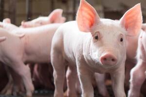 Giá heo hơi hôm nay 15/8/2025: Tiếp đà giảm